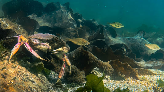 Dungeness crab chases 3 pile perch along a sandy seabed surrounded by seaweed