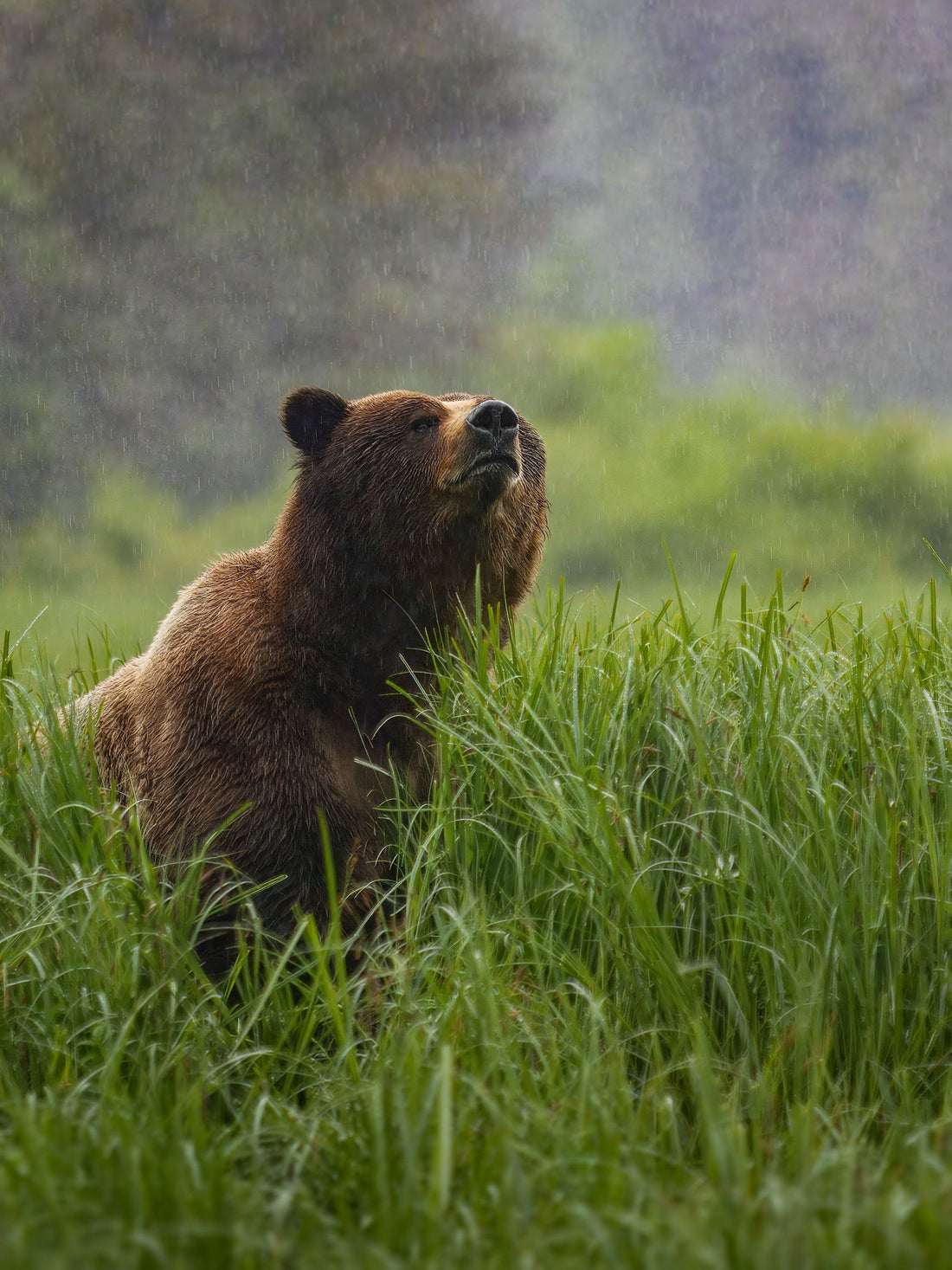 Coastal brown bear standing in tall, green estuary grass as he sniffs the air while it's raining