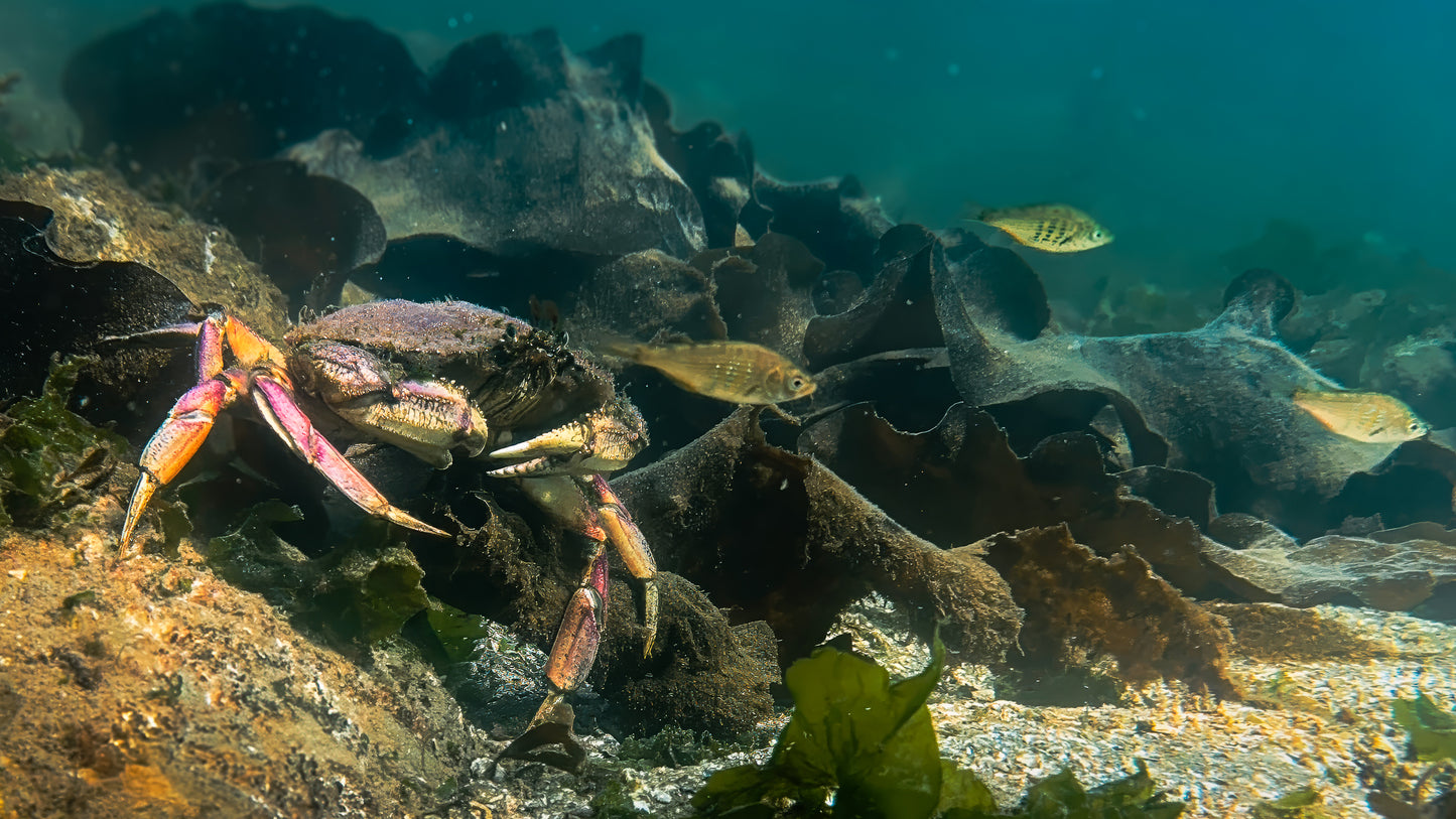 Dungeness Crab Chasing Lunch