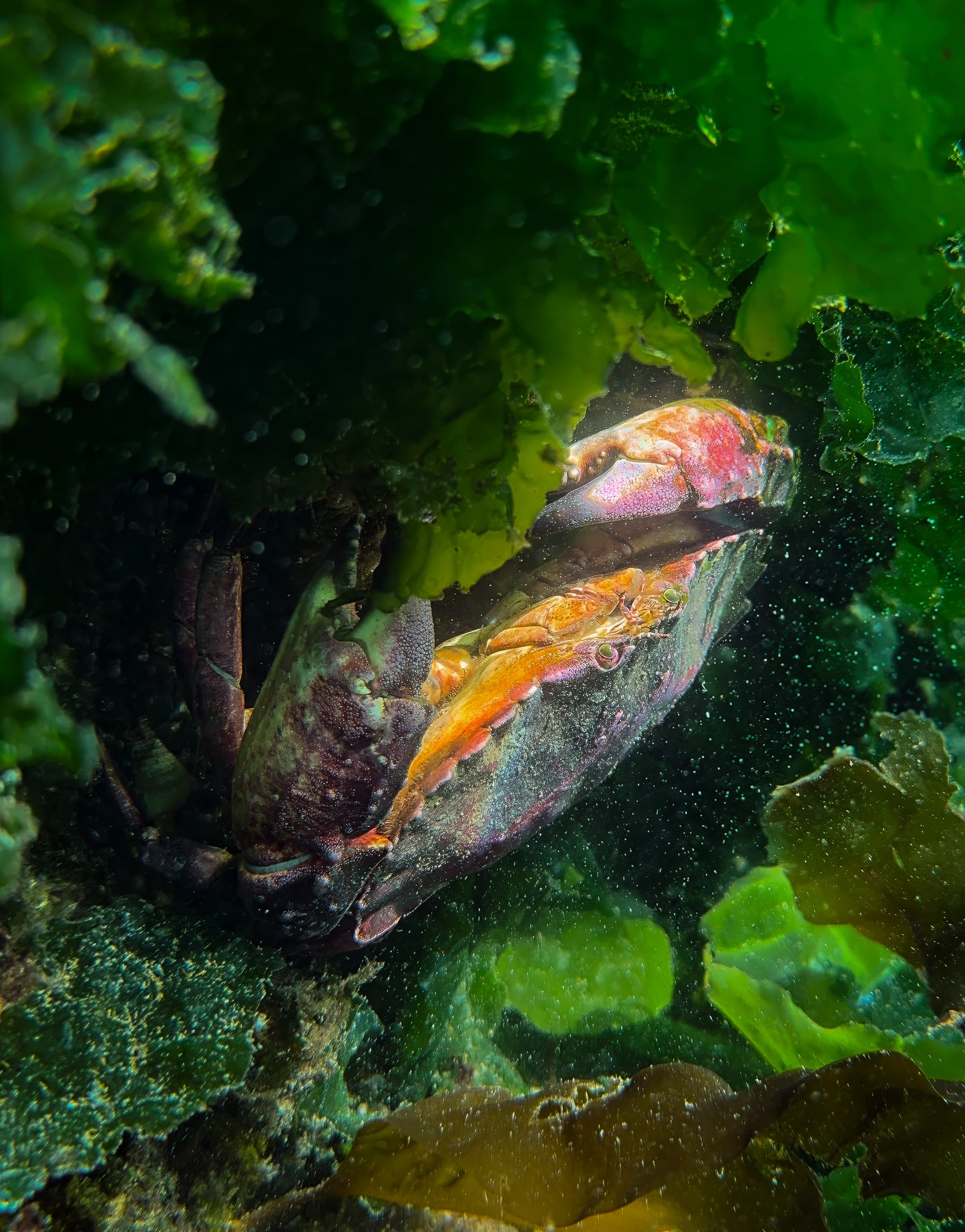 Rainbow on a Yellow Rock Crab