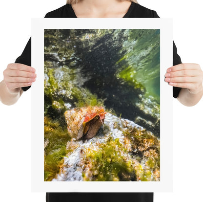 Turban Snail in Hadia Gwaii